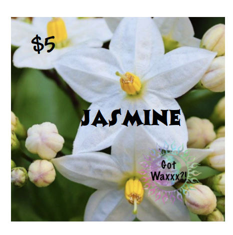 Jasmine--Got Waxxx Clam Shells Soy Wax Melt for Warmers