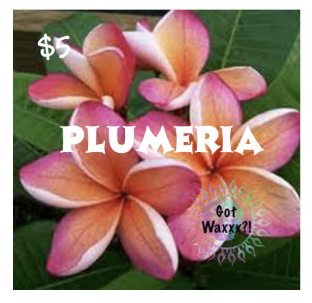 Plumeria--Got Waxxx Clam Shells Soy Wax Melt for Warmers