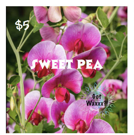 Sweet Pea--Got Waxxx Clam Shells Soy Wax Melt for Warmers
