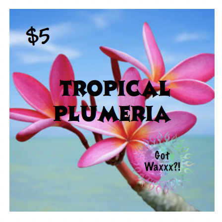Tropical Plumeria--Got Waxxx Clam Shells Soy Wax Melt for Warmers